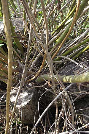 Salix hybr1 ? \ Weide / Willow, D Villingen-Schwenningen 21.4.2007