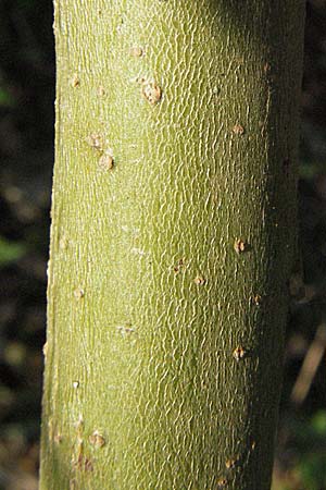 Salix hybr1 ? \ Weide / Willow, D Villingen-Schwenningen 21.4.2007