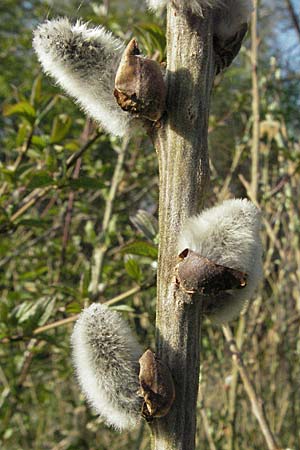 Salix hybr1 ? \ Weide / Willow, D Villingen-Schwenningen 21.4.2007