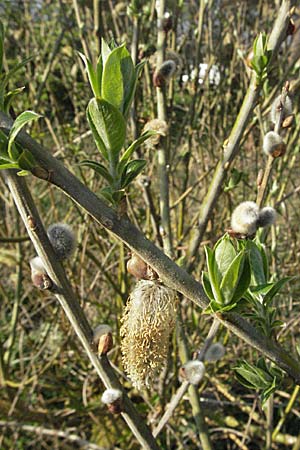 Salix hybr1 ? \ Weide / Willow, D Villingen-Schwenningen 21.4.2007
