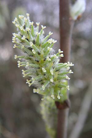 Salix cinerea \ Grau-Weide, Asch-Weide / Grey Willow, D Weinheim an der Bergstraße 31.3.2008