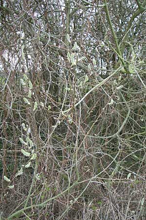 Salix cinerea \ Grau-Weide, Asch-Weide / Grey Willow, D Weinheim an der Bergstraße 31.3.2008
