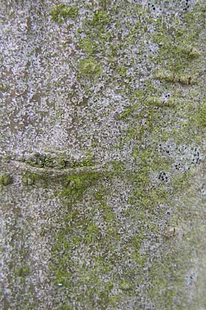 Salix cinerea \ Grau-Weide, Asch-Weide / Grey Willow, D Weinheim an der Bergstraße 31.3.2008