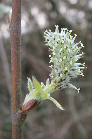 Salix cinerea \ Grau-Weide, Asch-Weide / Grey Willow, D Weinheim an der Bergstraße 31.3.2008