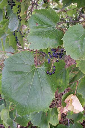 Vitis vinifera \ Weinrebe / Grape Vine, D Rheinhessen, Flonheim 2.9.2008