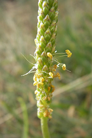Plantago maritima \ Strand-Wegerich / Sea Plantain, D Bad Nauheim 11.7.2009