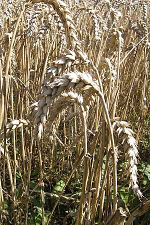 Triticum aestivum \ Saat-Weizen, Weich-Weizen / Bread Wheat, D Neuleiningen 1.8.2009