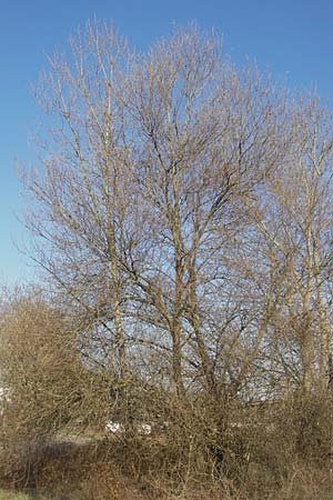Salix alba \ Silber-Weide / White Willow, D Mannheim 20.3.2012