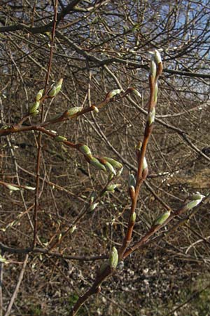 Salix alba \ Silber-Weide / White Willow, D Mannheim 20.3.2012
