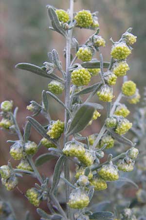 Artemisia absinthium \ Wermut / Wormwood, D Mannheim 19.8.2013