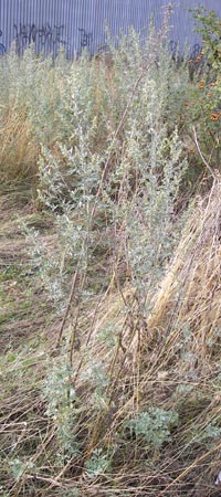 Artemisia absinthium \ Wermut / Wormwood, D Mannheim 19.8.2013