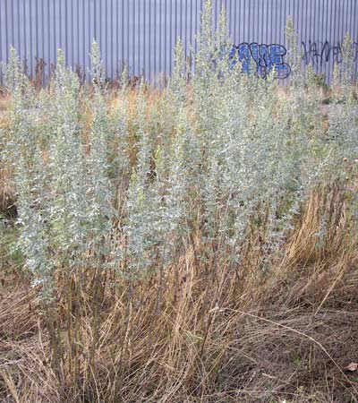 Artemisia absinthium \ Wermut / Wormwood, D Mannheim 19.8.2013