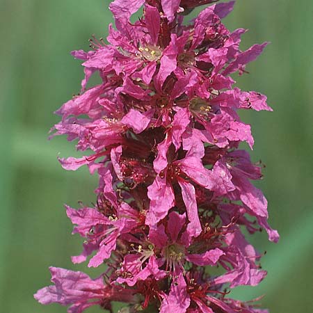 Lythrum salicaria \ Blut-Weiderich / Purple Loosestrife, D Kempten 8.8.1990
