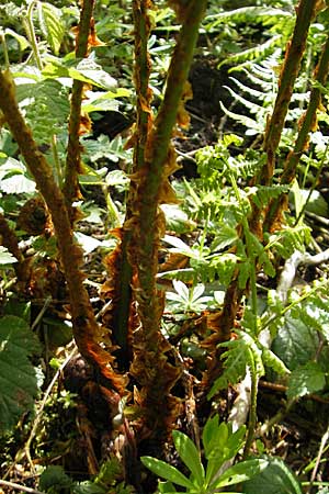 Dryopteris dilatata \ Breitblttriger Dornfarn, Groer Dornfarn / Broad Buckler Fern, D Kempten 22.5.2009