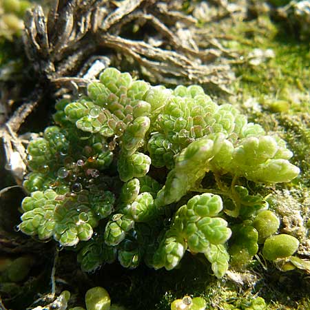 Azolla filiculoides \ Groer Algenfarn / Water Fern, D Karlsruhe 26.9.2009
