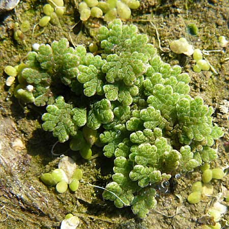 Azolla filiculoides \ Groer Algenfarn / Water Fern, D Karlsruhe 26.9.2009