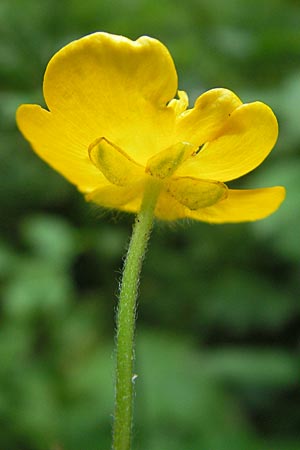 Ranunculus lanuginosus \ Wolliger Hahnenfu / Woolly-Leaved Buttercup, D Wutach - Schlucht / Gorge 12.6.2011
