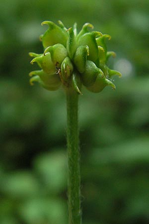 Ranunculus lanuginosus \ Wolliger Hahnenfu / Woolly-Leaved Buttercup, D Wutach - Schlucht / Gorge 12.6.2011