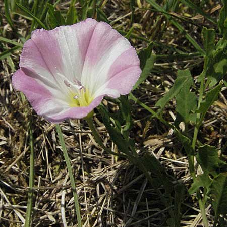 Convolvulus arvensis, Field Bindweed Convolvulus arvensis, Field Bindweed