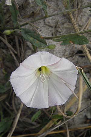 Convolvulus arvensis \ Acker-Winde / Field Bindweed, D Fehmarn 4.8.2009