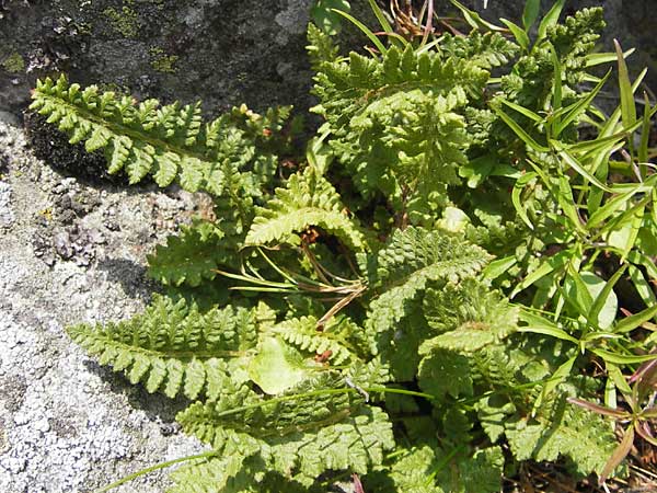 Woodsia ilvensis \ Sdlicher Wimperfarn / Oblong Woodsia, Rusty Woodsia, D Rhön, Milseburg 6.7.2013