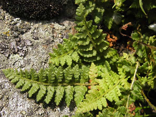 Woodsia ilvensis \ Sdlicher Wimperfarn / Oblong Woodsia, Rusty Woodsia, D Rhön, Milseburg 6.7.2013