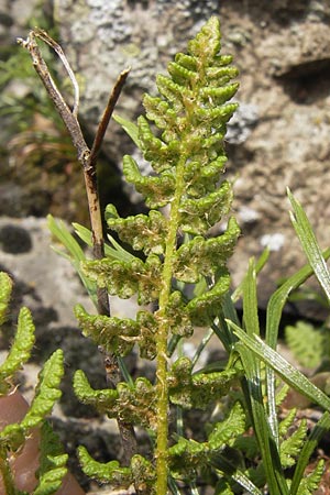 Woodsia ilvensis \ Sdlicher Wimperfarn / Oblong Woodsia, Rusty Woodsia, D Rhön, Milseburg 6.7.2013