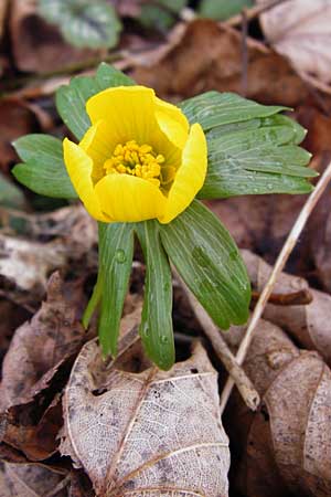 Eranthis hyemalis \ Winterling / Winter Aconite, D Mannheim-Pfingstberg 9.2.2014