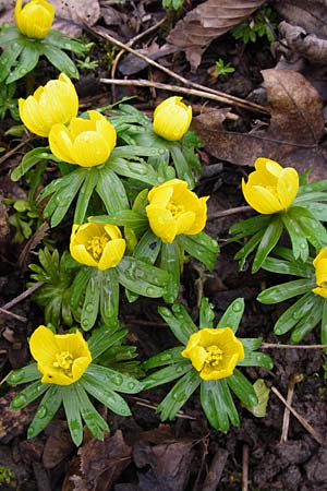 Eranthis hyemalis \ Winterling / Winter Aconite, D Ludwigshafen 16.2.2014