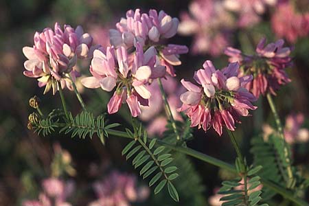 Securigera varia \ Bunte Kronwicke, Bunte Beilwicke / Purple Crownvetch, D Rheinhessen 24.6.2005