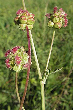 Sanguisorba minor \ Kleiner Wiesenknopf / Salad Burnet, D Bruchsal 11.5.2006