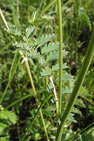 Sanguisorba minor \ Kleiner Wiesenknopf / Salad Burnet, D Bruchsal 11.5.2006