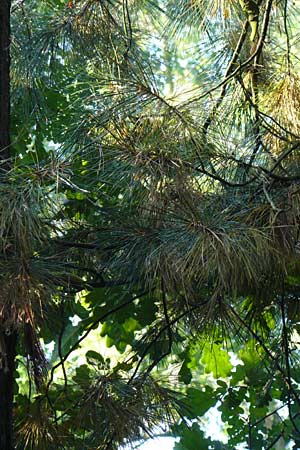 Pinus strobus \ Weymouths-Kiefer, Wei-Kiefer / Eastern White Pine, D Büttelborn 22.9.2012