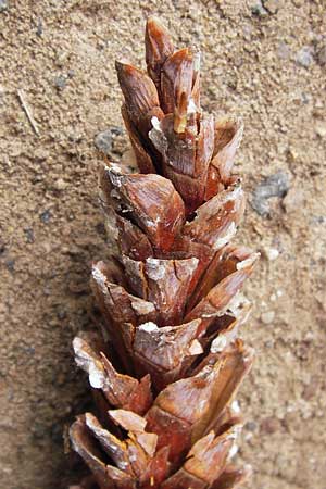 Pinus strobus \ Weymouths-Kiefer, Wei-Kiefer / Eastern White Pine, D Büttelborn 15.9.2012