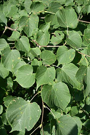 Tilia cordata \ Winter-Linde / Small-Leaved Lime, D Oftersheim 10.7.2008