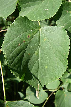 Tilia cordata \ Winter-Linde / Small-Leaved Lime, D Oftersheim 10.7.2008