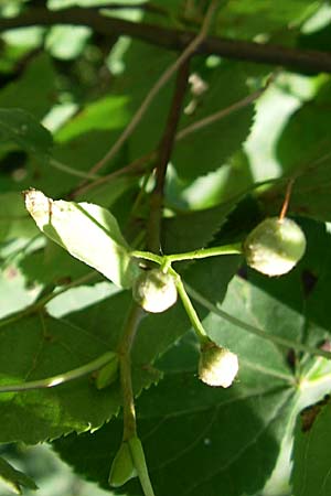 Tilia cordata \ Winter-Linde / Small-Leaved Lime, D Oftersheim 10.7.2008