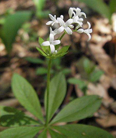 Galium odoratum \ Waldmeister / Woodruff, D Bruchsal 7.5.2006
