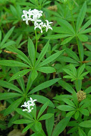 Galium odoratum \ Waldmeister / Woodruff, D Bruchsal 7.5.2006