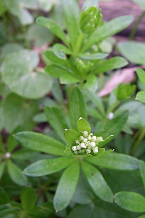 Galium odoratum \ Waldmeister / Woodruff, D Laudenbach an der Bergstraße 21.4.2008