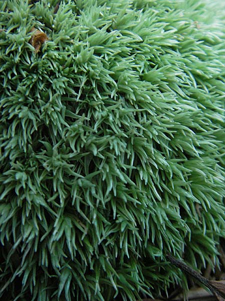 Leucobryum glaucum \ Wei&szlig;-Moos / White Cushion Moss, D Odenwald, Ober-Mossau 24.8.2009