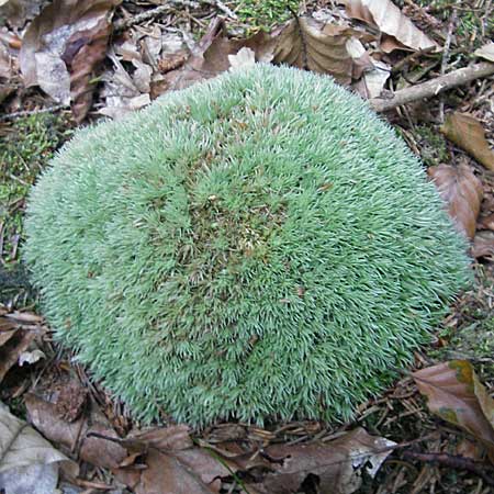 Leucobryum glaucum \ Wei&szlig;-Moos / White Cushion Moss, D Odenwald, Ober-Mossau 24.8.2009