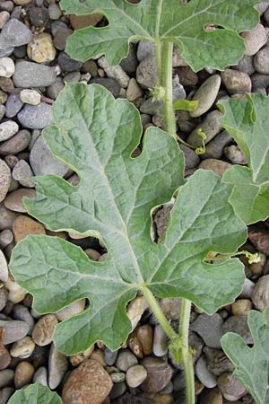 Citrullus lanatus \ Wasser-Melone / Water Melon, D Mannheim 14.9.2013