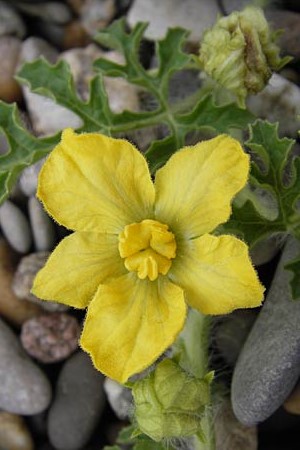 Citrullus lanatus \ Wasser-Melone / Water Melon, D Mannheim 14.9.2013