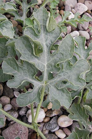 Citrullus lanatus \ Wasser-Melone / Water Melon, D Mannheim 14.9.2013