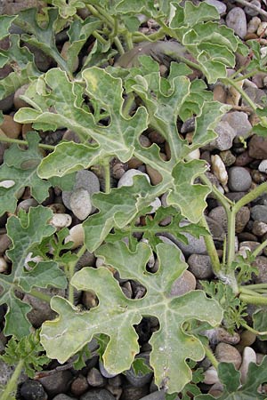 Citrullus lanatus \ Wasser-Melone / Water Melon, D Mannheim 14.9.2013