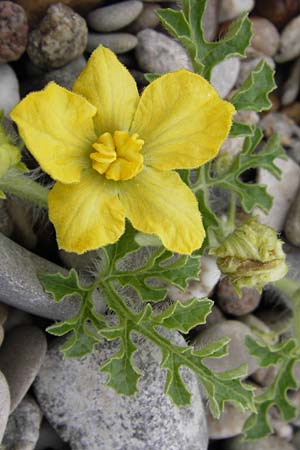 Citrullus lanatus \ Wasser-Melone / Water Melon, D Mannheim 14.9.2013