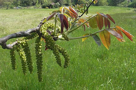 Juglans regia \ Echte Walnuss / Persian Walnut, D Bruchsal 7.5.2006