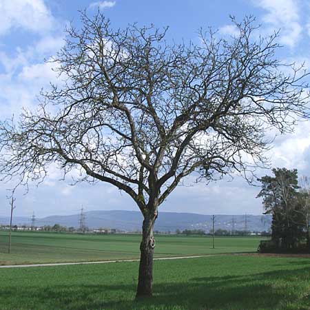 Juglans regia \ Echte Walnuss / Persian Walnut, D Oftersheim 12.4.2008