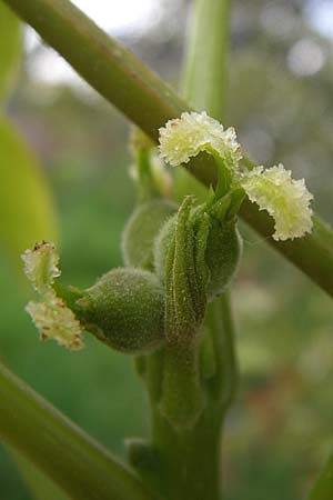 Juglans regia \ Echte Walnuss / Persian Walnut, D Weinheim an der Bergstraße 3.5.2008